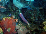 RIMG0745