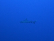 RIMG0776
