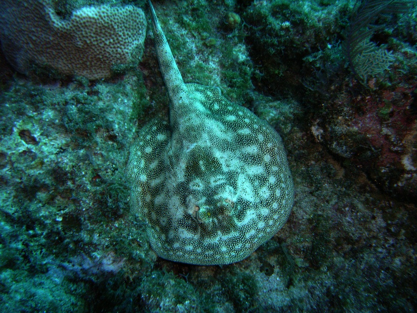 RIMG0833