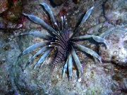 RIMG0827