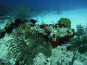 RIMG0842