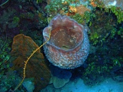 RIMG0856