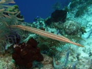 RIMG0868