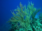 RIMG0937