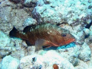 RIMG0939