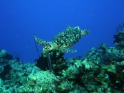 RIMG0950