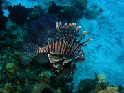 RIMG0975