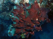 RIMG0979