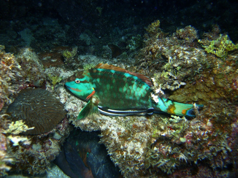 RIMG2482
