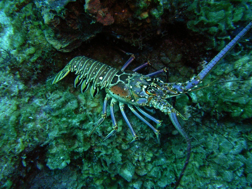 RIMG2644