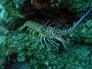 RIMG2644