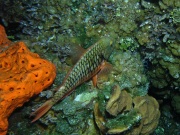 RIMG2682
