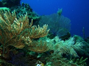 RIMG2688