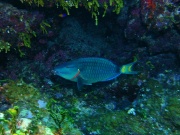 RIMG2689