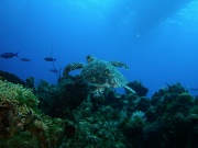 RIMG2761