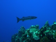 RIMG2832