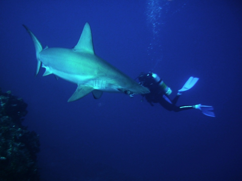 hammerhead