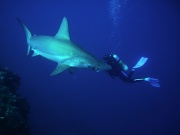hammerhead