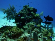 RIMG2936