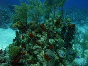 RIMG2940