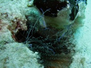 RIMG2978