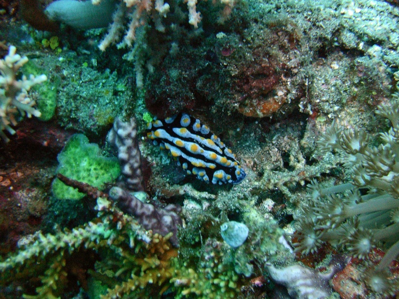 RIMG2087