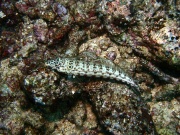 RIMG2435