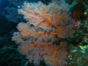 RIMG2455
