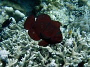 RIMG2482