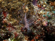 RIMG2529
