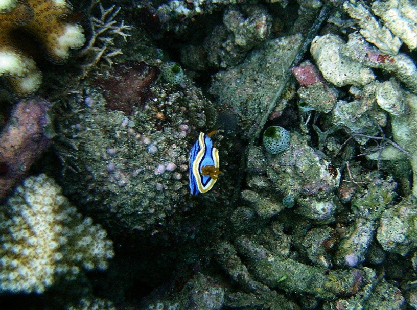 RIMG2546