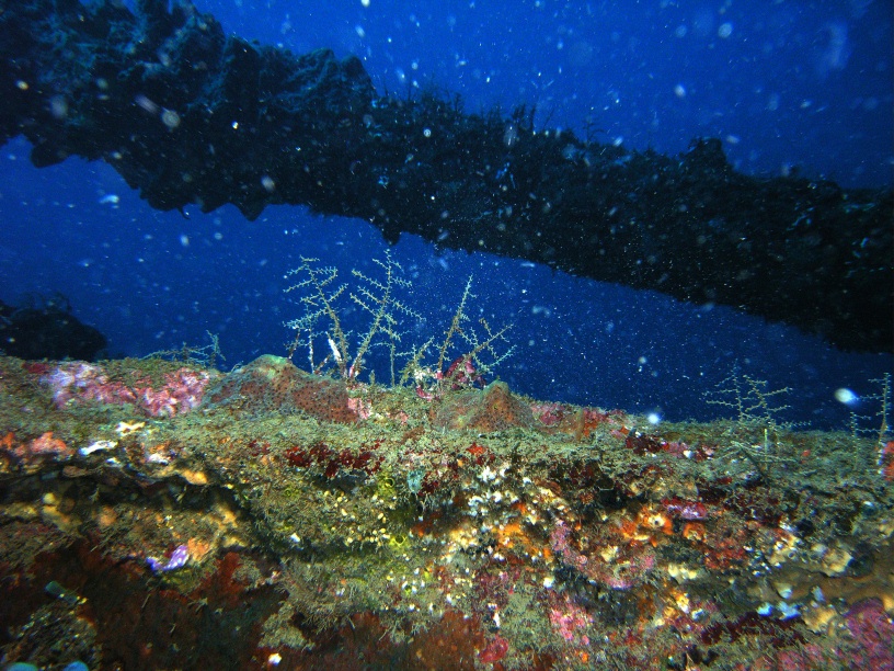 RIMG2562