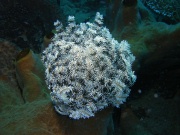 RIMG2568