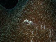 RIMG2571