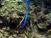 RIMG2594