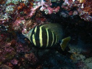 RIMG2625
