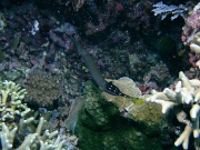 RIMG2632