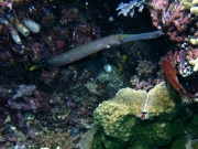 RIMG2633