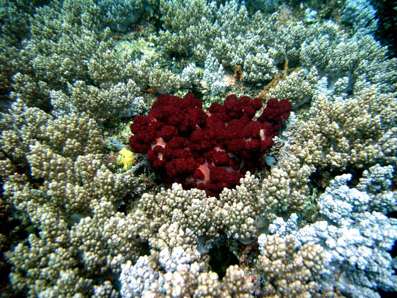 RIMG2721