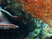 RIMG2745