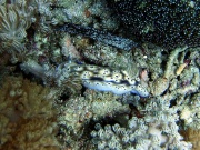 RIMG2755