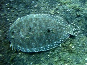 RIMG2858