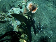RIMG2862
