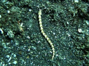 RIMG2869