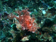 RIMG2892