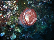 RIMG2923