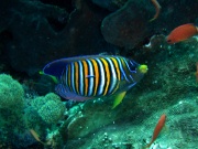 RIMG2932