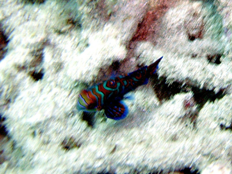 RIMG2968