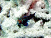 RIMG2968