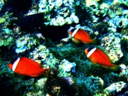 RIMG0084
